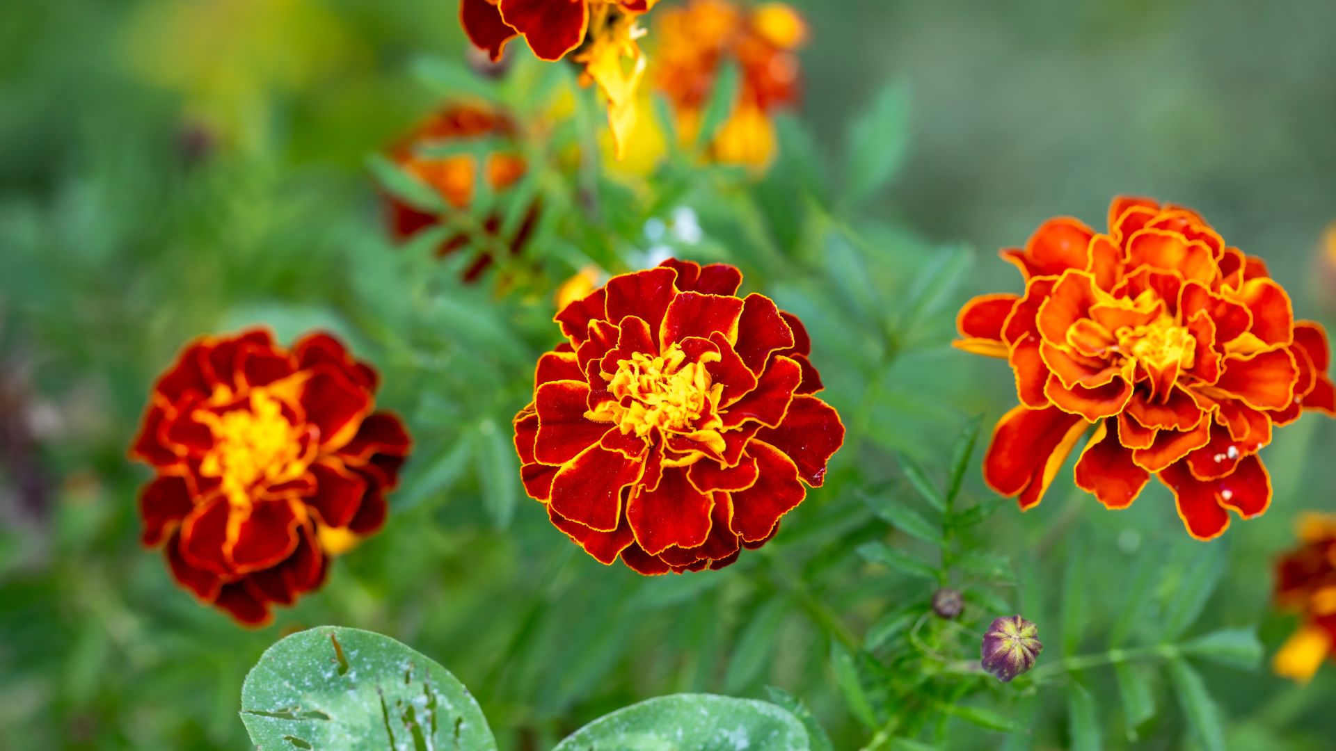 picture of french marigolds in garden