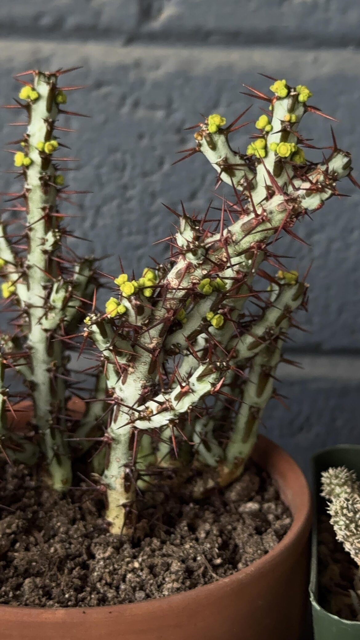 First Blooming euphorbia aeruginosa in my care