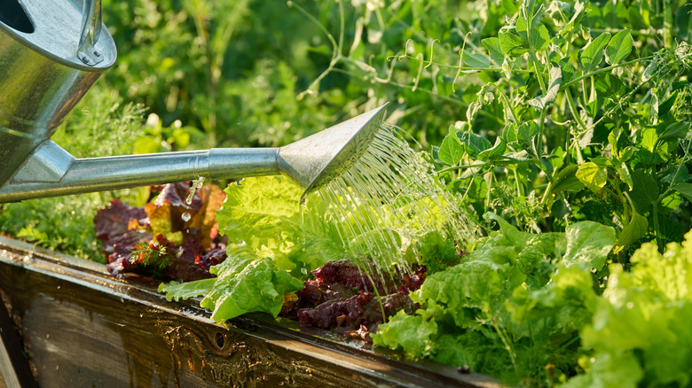 A close-up of watering leafy greens with a watering can