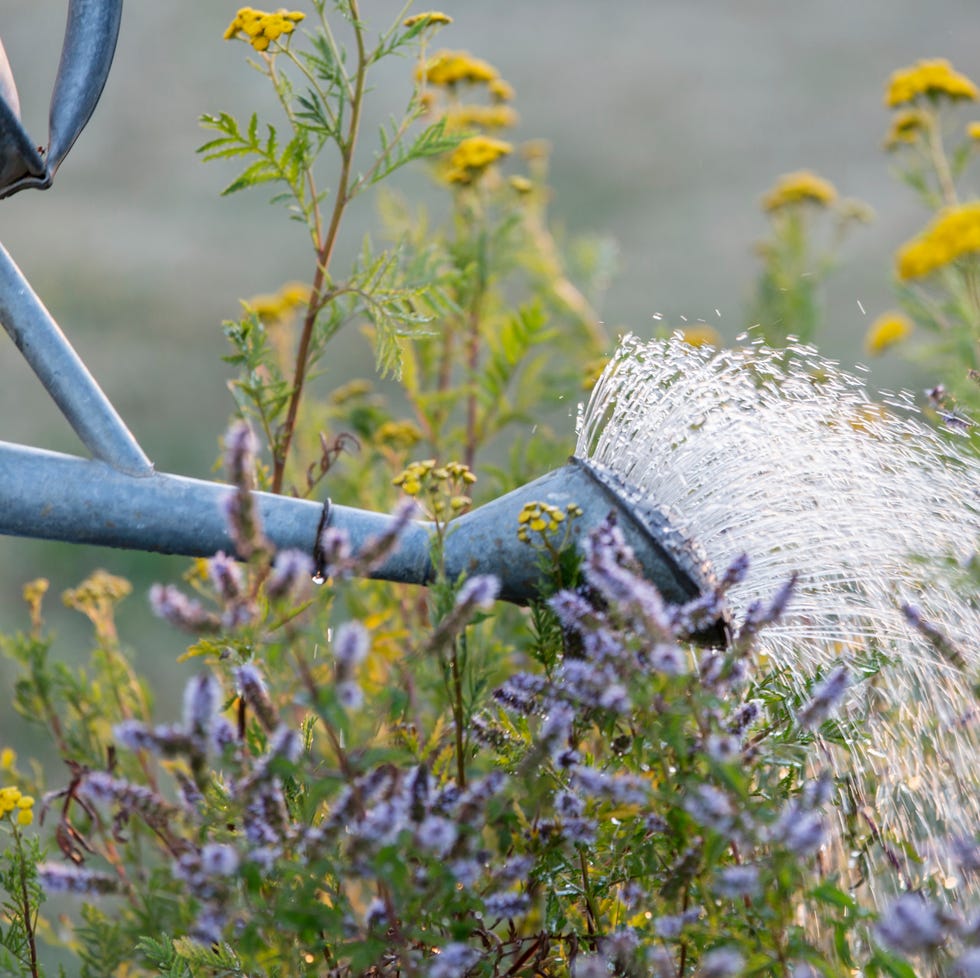 watering purple and yellow garden plants