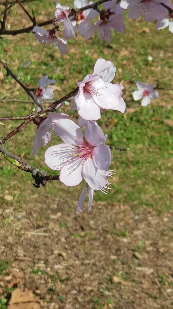 What kind of flower or tree is this?