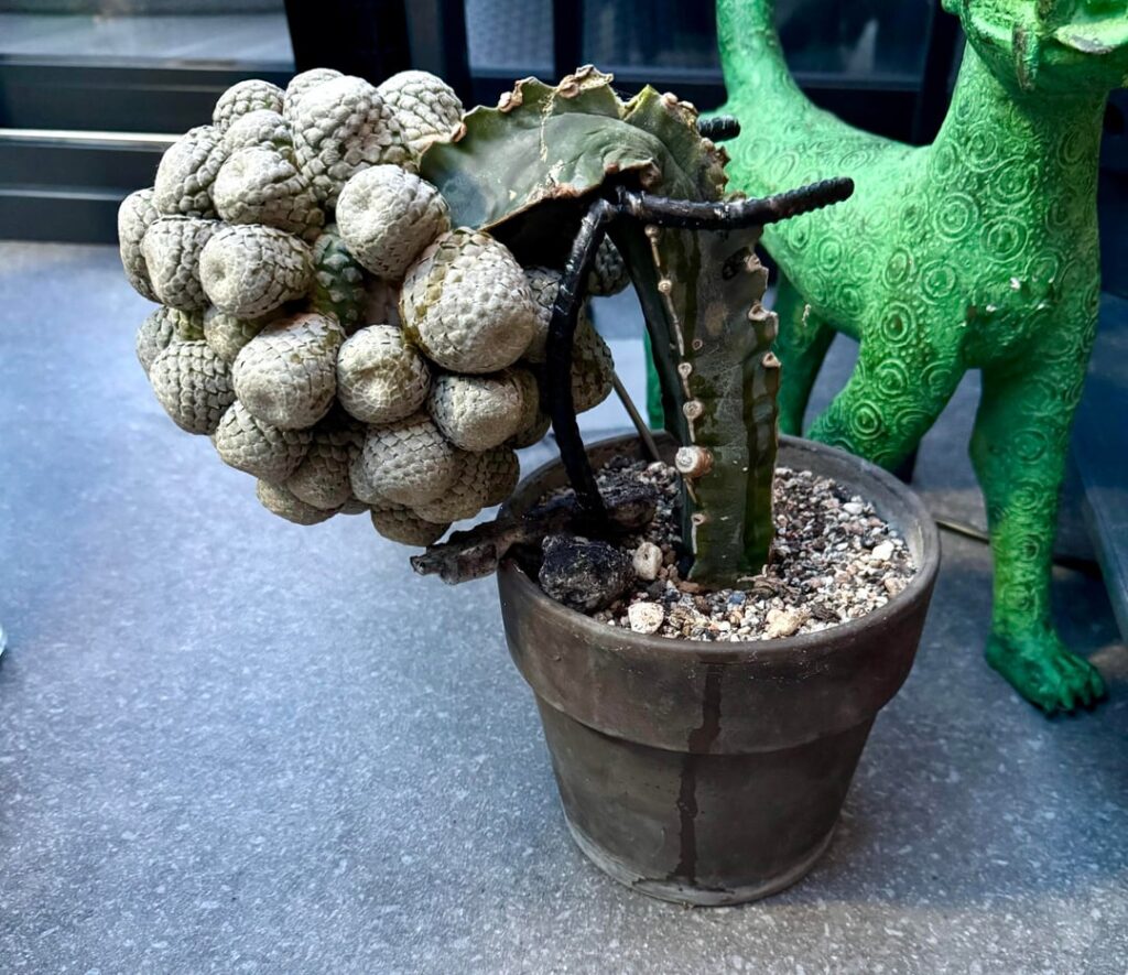 De-graft advice, help I woke up to this disaster, Euphorbia piscidermis, any advice how I can degraft and prepare for rerooting? TIA