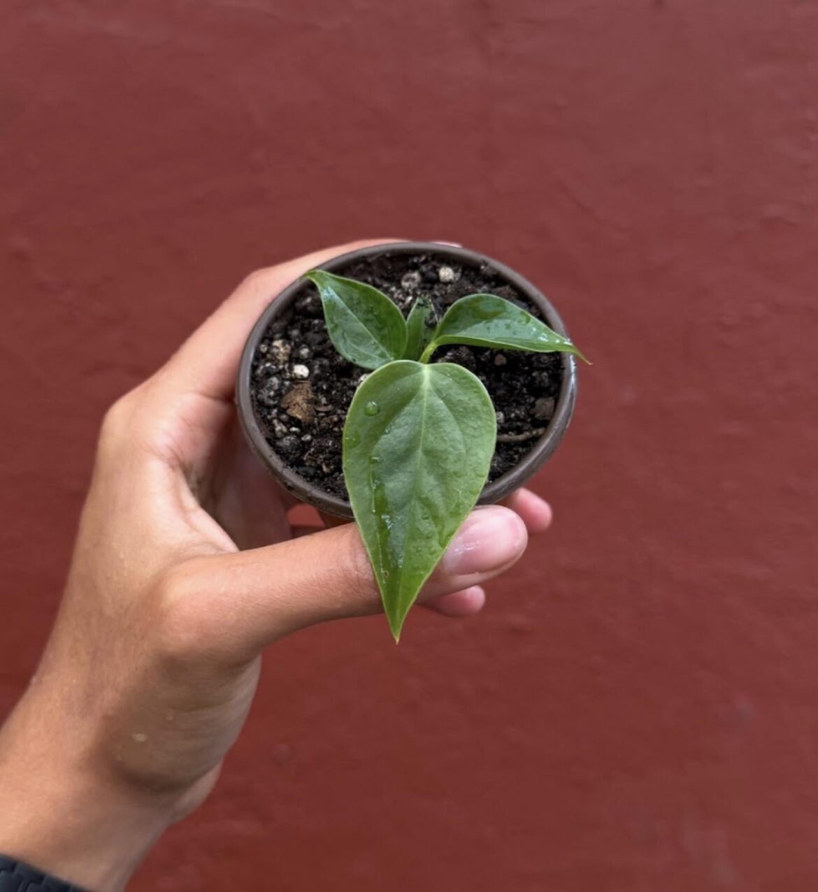 Anthurium veitchii tips