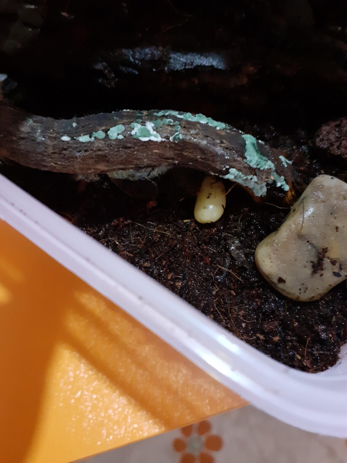 İs this bad for my isopods and springtails?