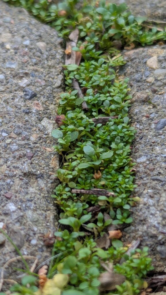 (photo album) Can these be transplanted into a terrarium with mushrooms? (photo album) Can these be transplanted into a terrarium with mushrooms?
