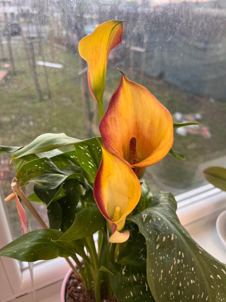 Anything specific about the care of this Calla? Anything specific about the care of this Calla?