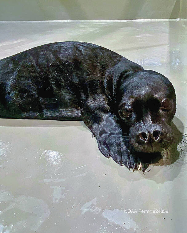 Newborn Big Island monk seal doing well in hospital Newborn Big Island monk seal doing well in hospital