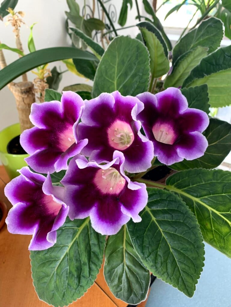 Caught this beauty in full bloom 🥰