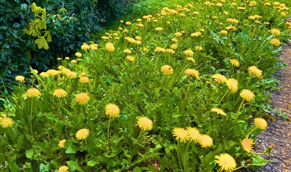 Picture of a garden covered in weeds Picture of a garden covered in weeds