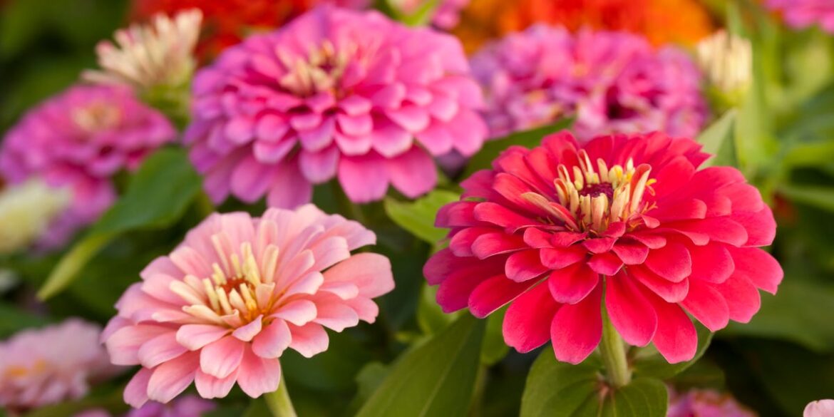 15 Failsafe Plants That Thrive in West-Facing Gardens 15 Failsafe Plants That Thrive in West-Facing Gardens