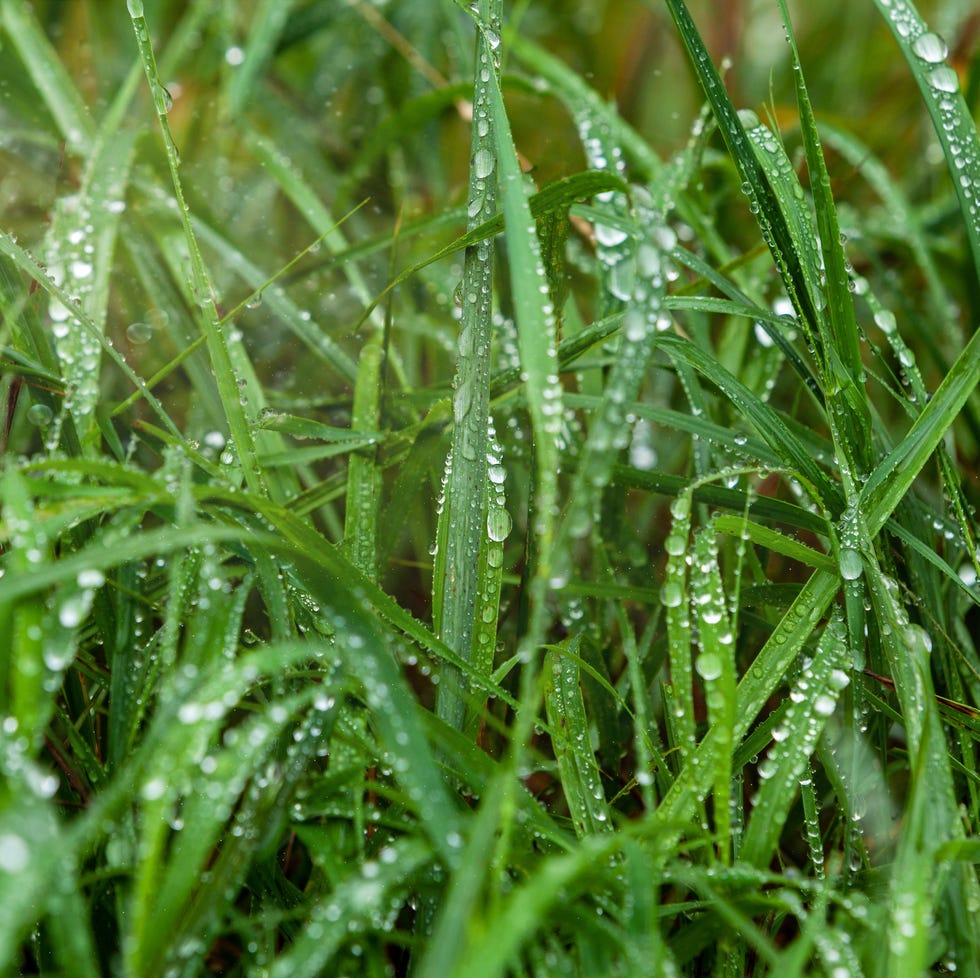 green meadow grass in raindrops, natural background, ecology, earth day.