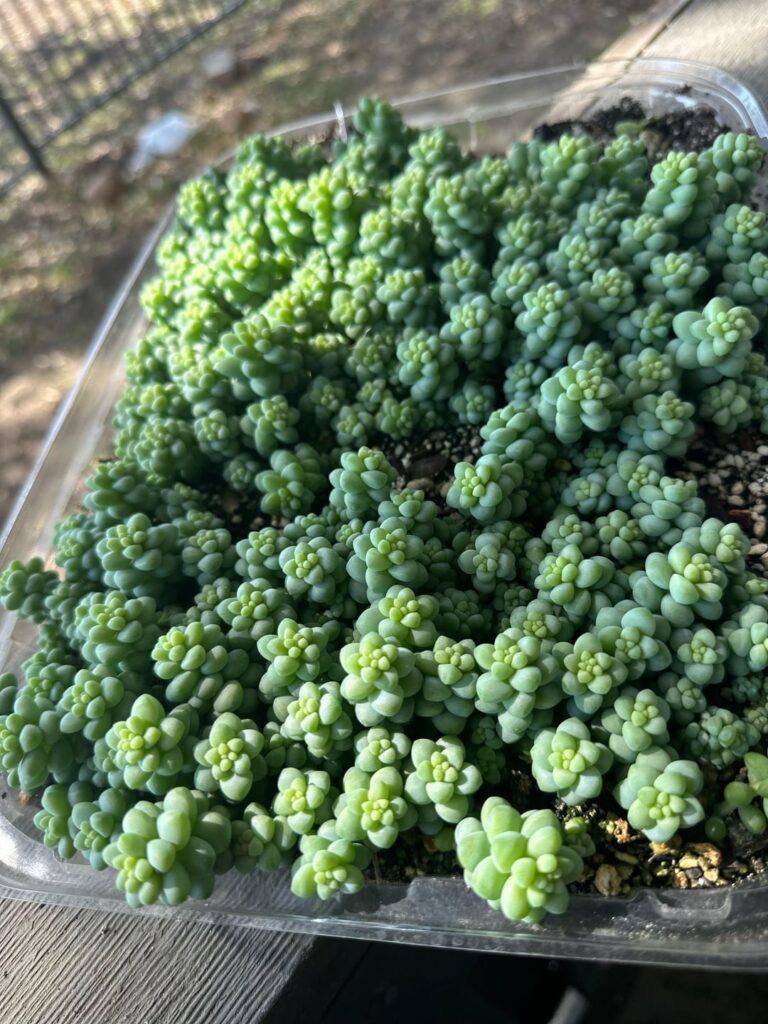 Apparently you can use a mother leaf more than once!!! 🤯