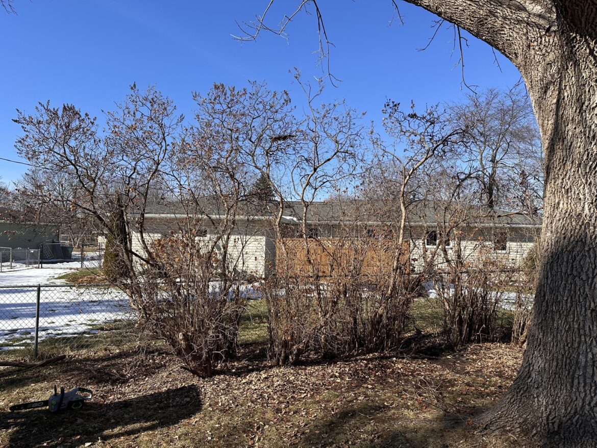 Lilac advice Lilac advice