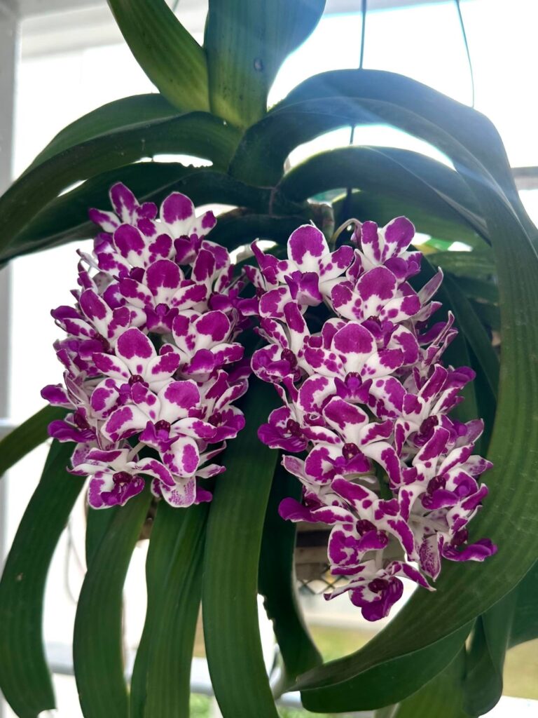 Rhynchostylis gigantea bloomed 45 flowers!