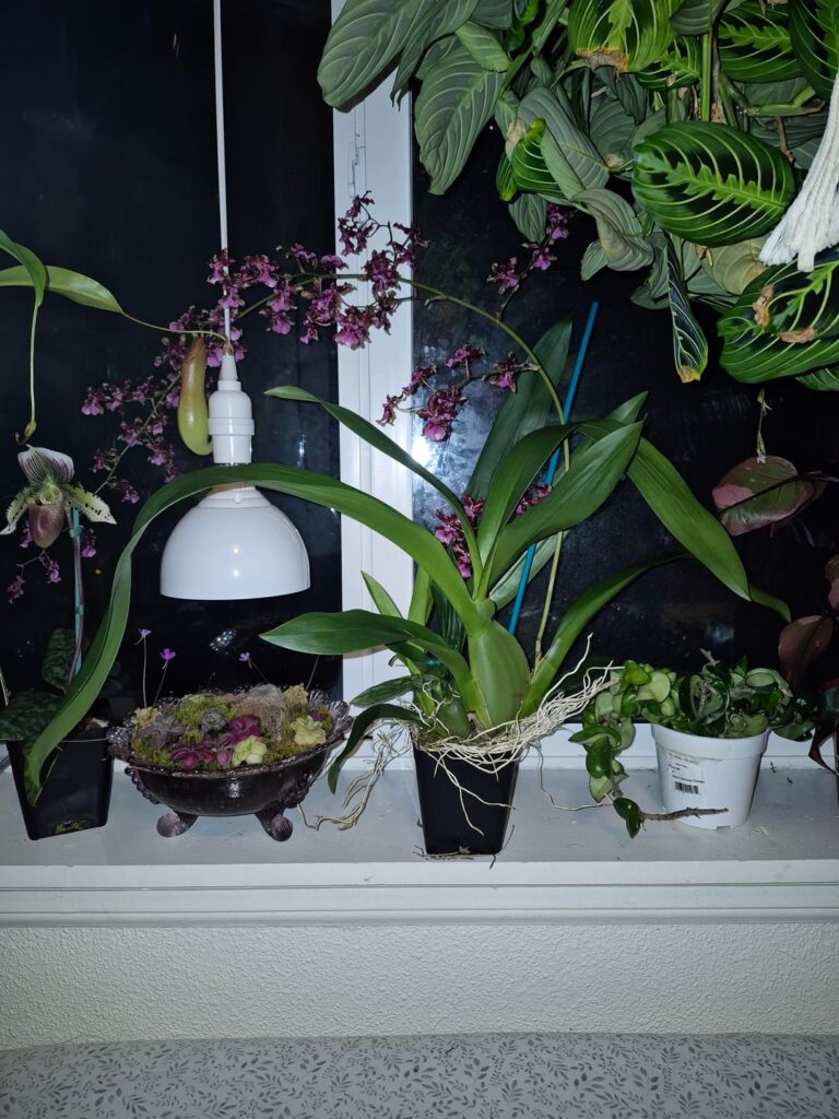 Questions on my Oncidium Orchid