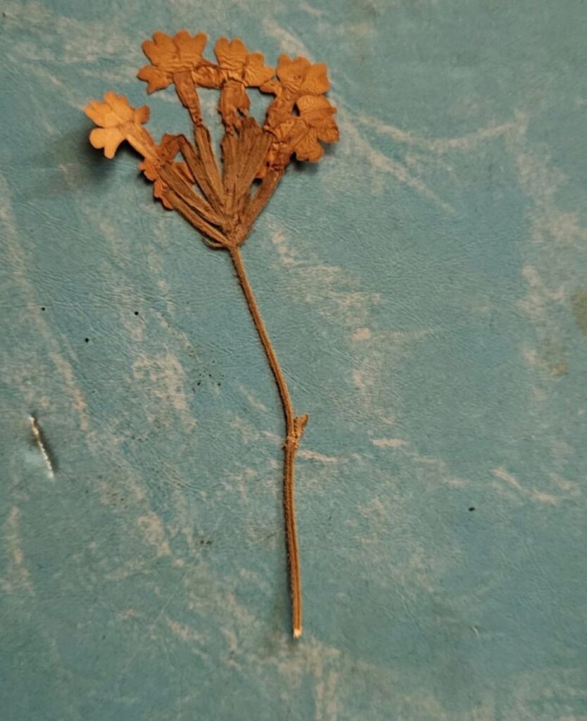 Flower found pressed between pages of a family bible