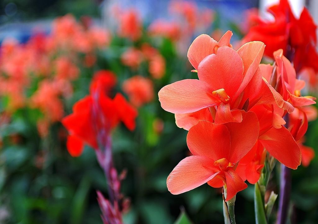 In February, you can start gladioli corms indoors in pots to give them a head start, helping them establish early growth before being planted outside once the risk of frost has passed.