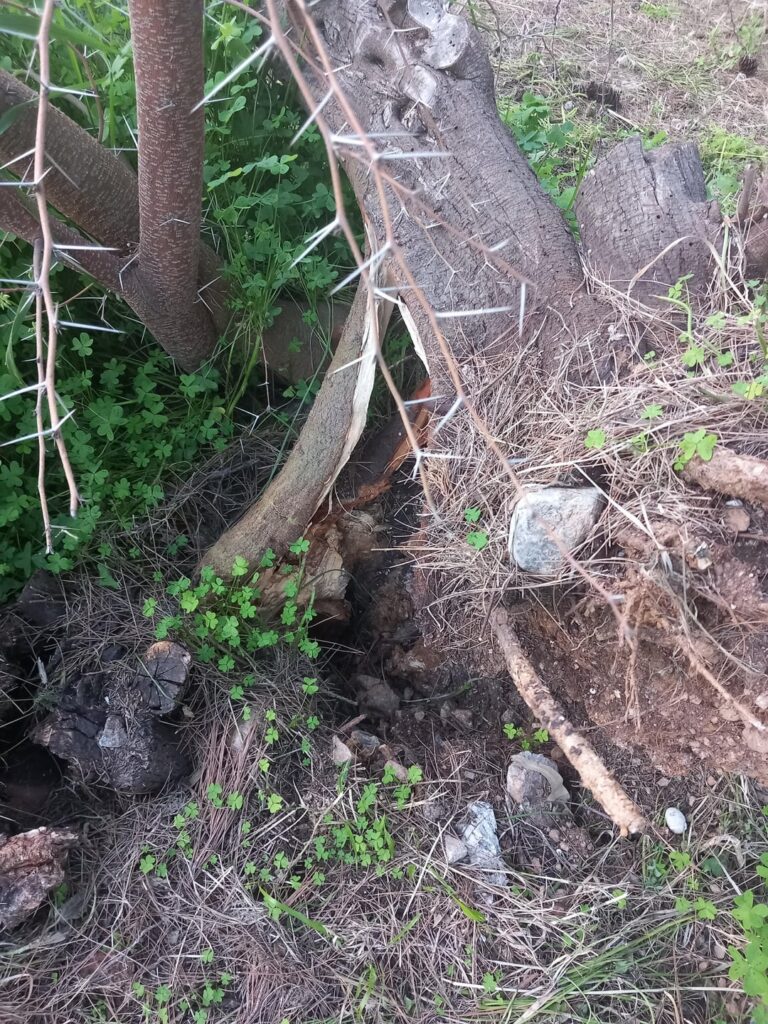 This huisache couldnt be saved, could it?