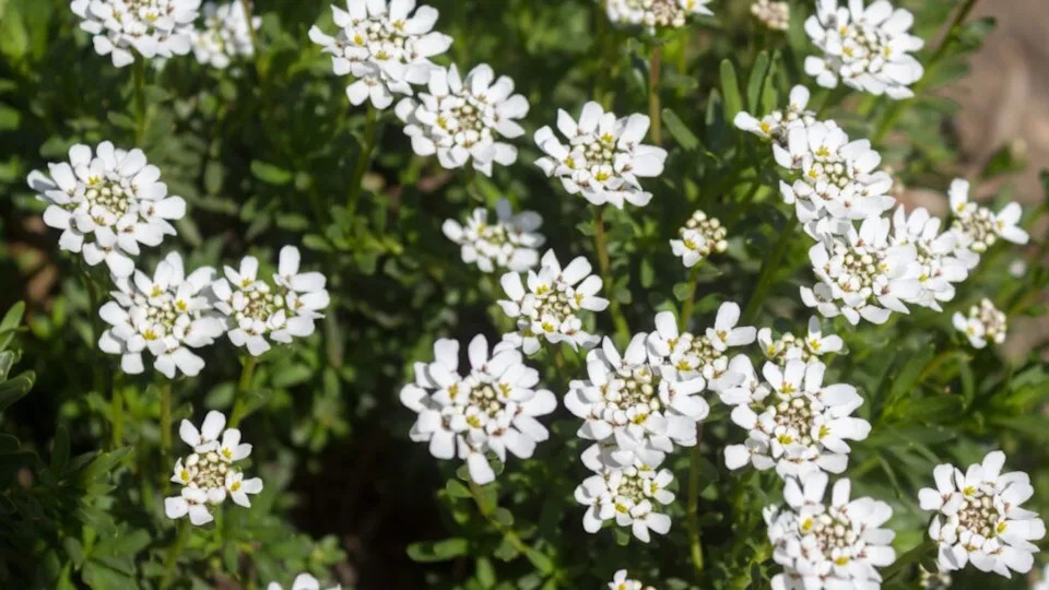 White Candytuft flower (Iberis sempervirens) - close up showing stamens with pollen and some unopened buds.