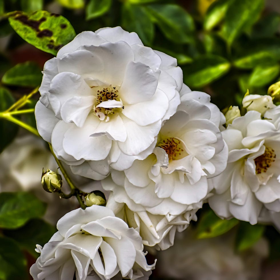 a cluster of soft white roses with intricate petals and yellow centers, set against a backdrop of vibrant green leaves and buds