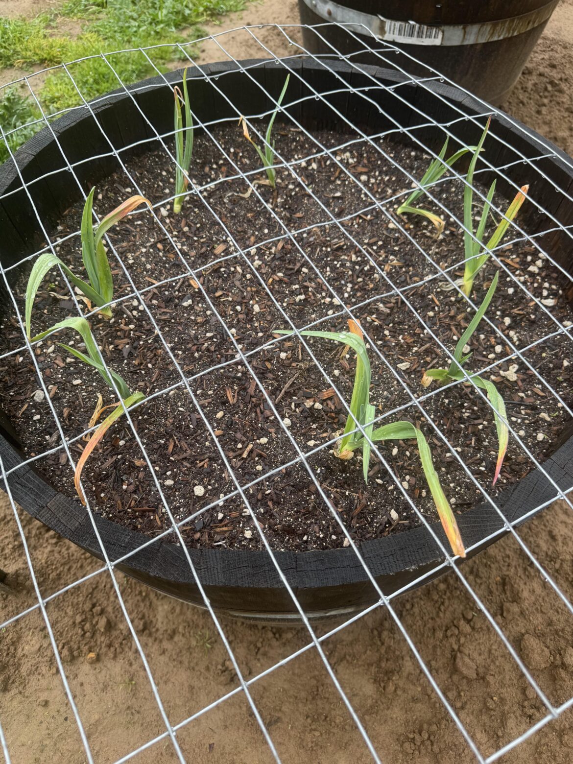 How does my garlic look?
