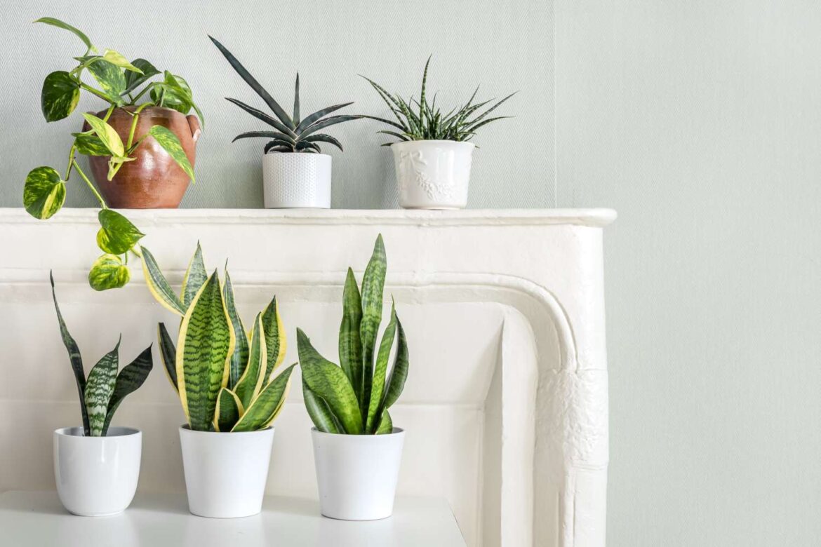 I Love This Low-Maintenance Houseplant So Much, I Own 6 of Them