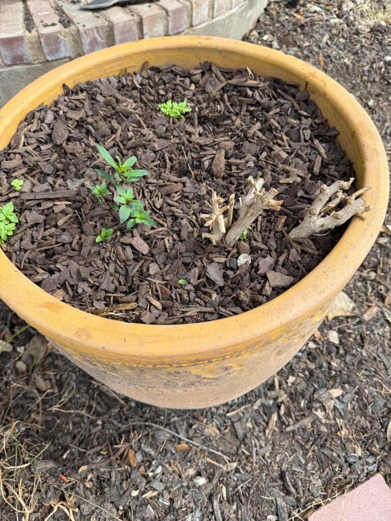 Perpetual Snapdragons