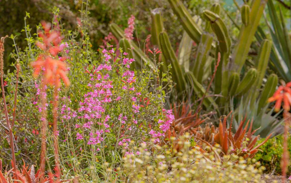 Wildflowers to Look For This Spring