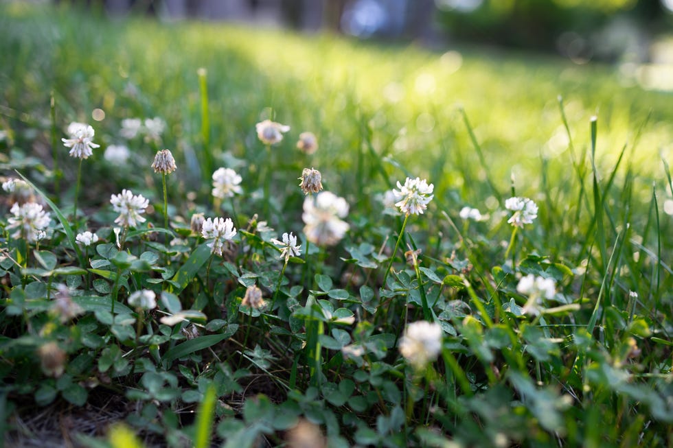 wild clover wild clover