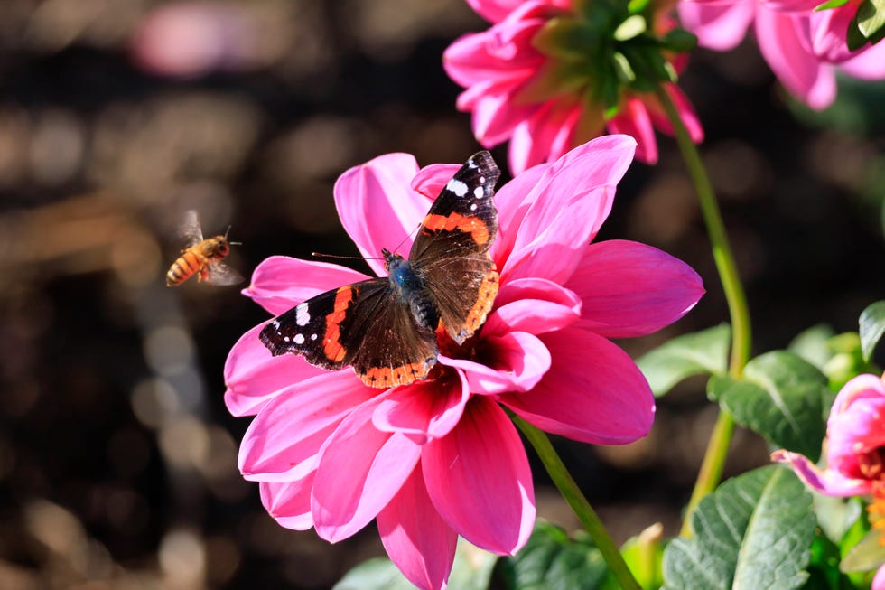 butterfly on flower butterfly on flower