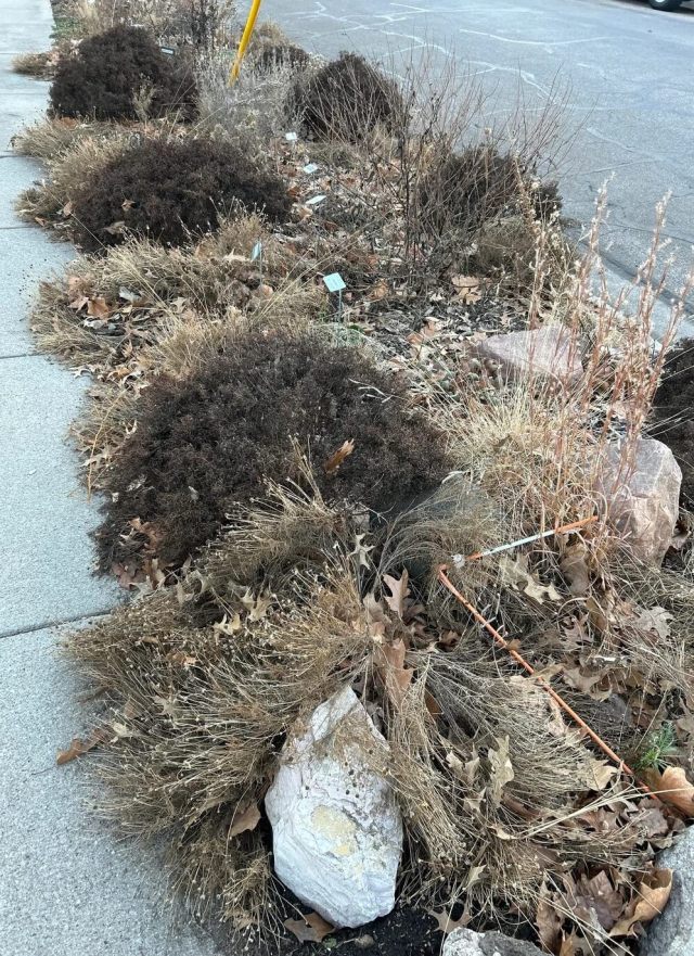 One Reddit user shared photos of their neighbor's garden, which was filled with native grasses that thrive in winter and become an art piece.