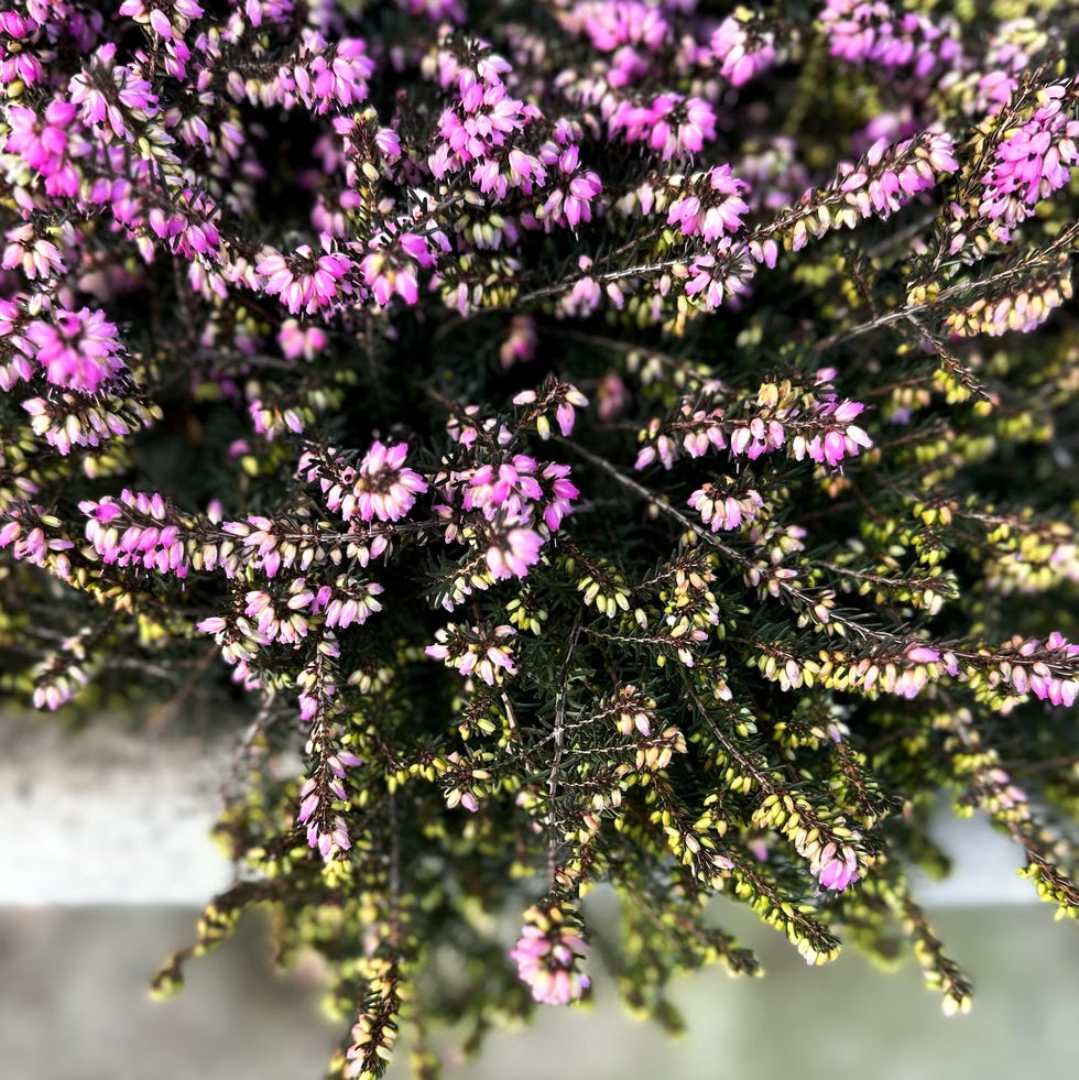 winter heath or winter flowering heather