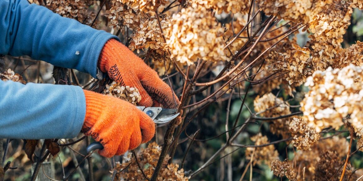7 Winter Pruning Mistakes You're Making That Could Stop Spring Growth