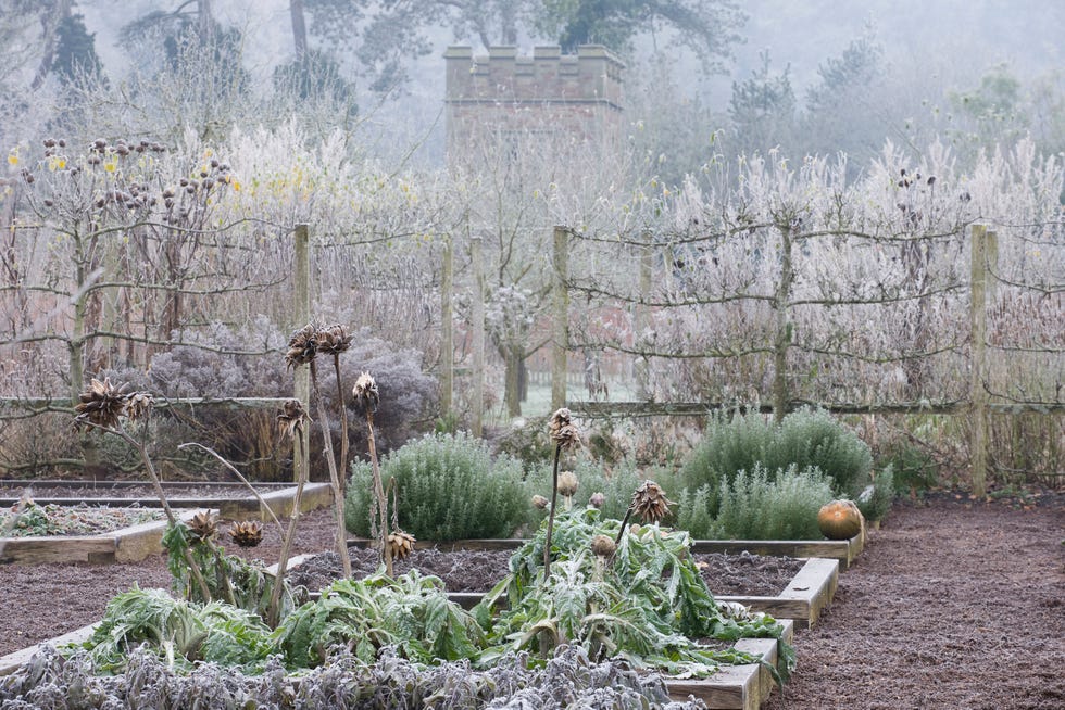 hampton court castle and gardens herefordshire the organic kitchen/ vegetable garden in frost with raised beds planted with cardoons