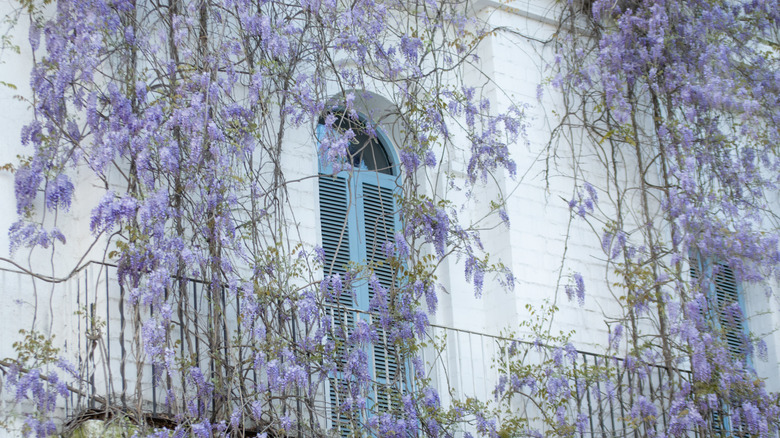 Purple wisteria climbing the walls of a brick house