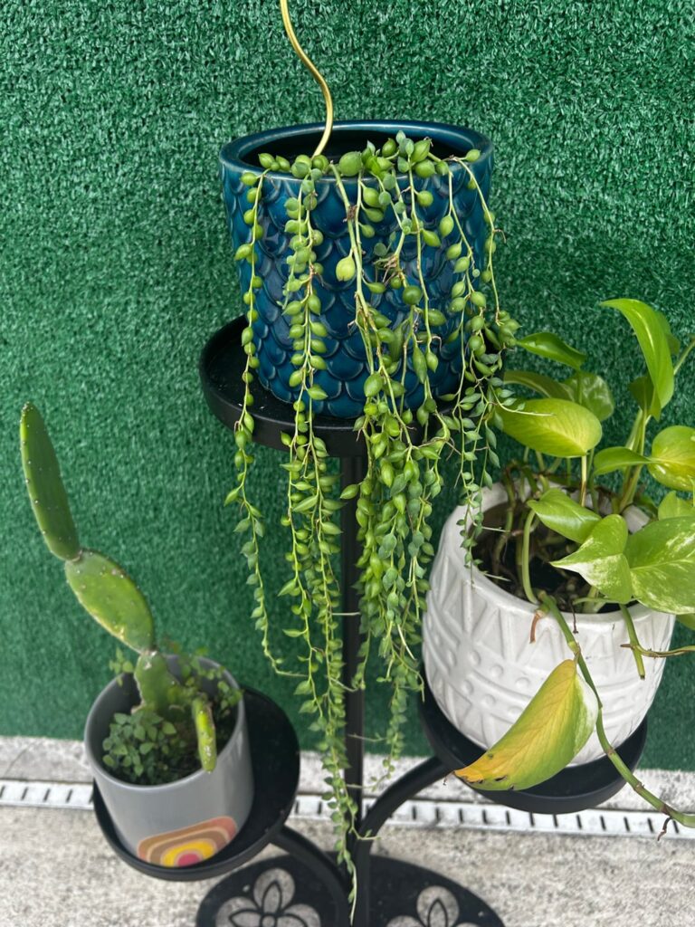 My SOP is only growing on one side.