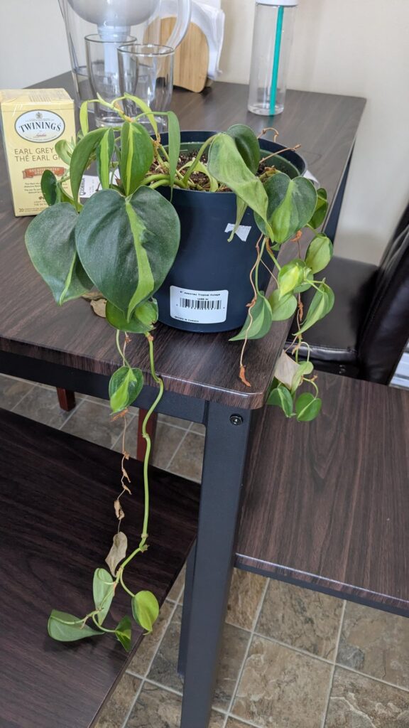 Heeeelpp with my plant :(