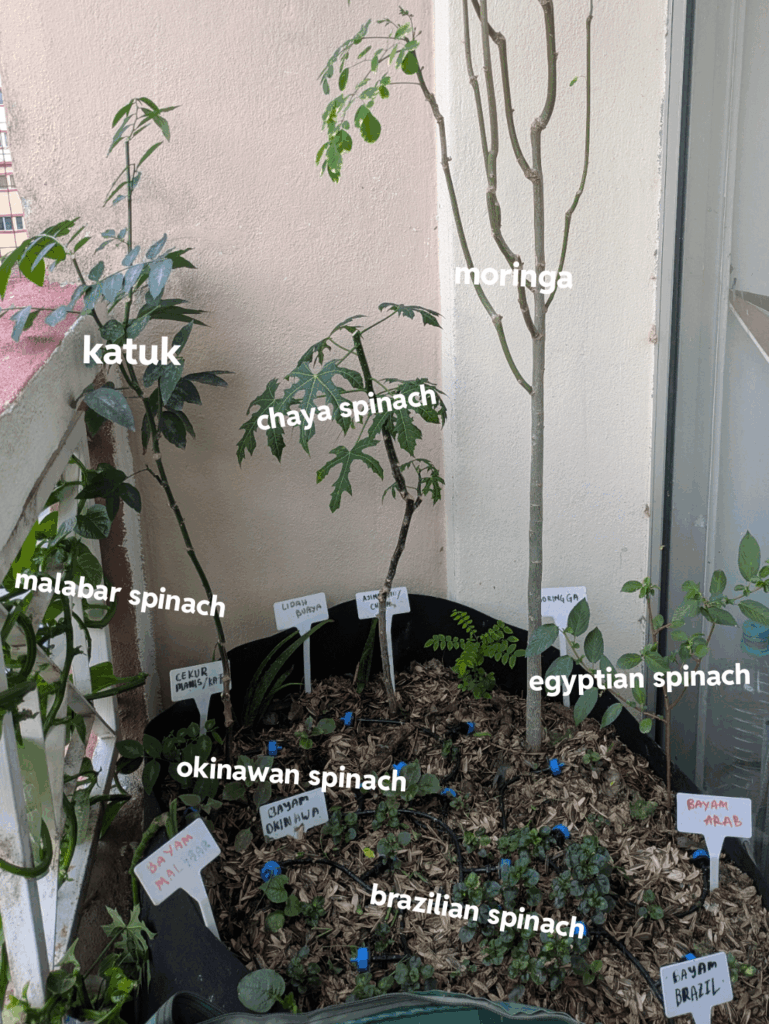 Tropics perennial plant for shaded balcony Tropics perennial plant for shaded balcony