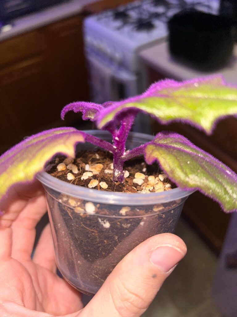 Is something wrong with my plant? Is something wrong with my plant?