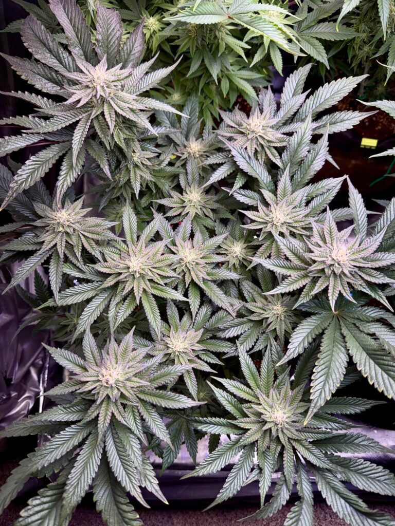 GPA Cookies #6 x End Game #3 (Ethos) - Day 35 Flower