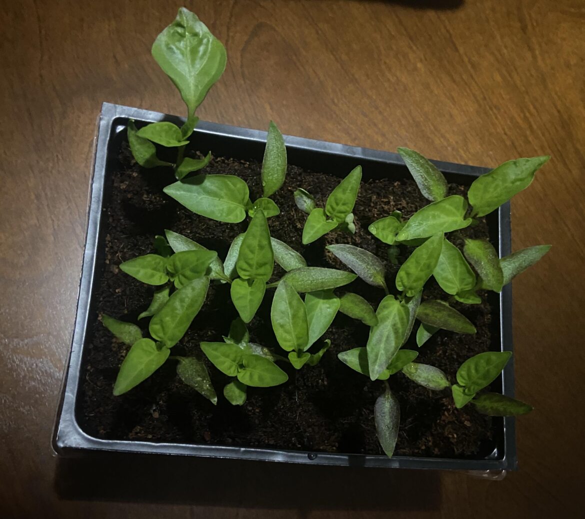 Supermarket Bell Pepper Seeds in Dollar Tree Supplies