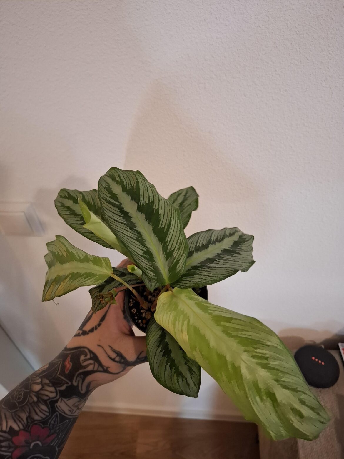 What kind of Calathea is this?