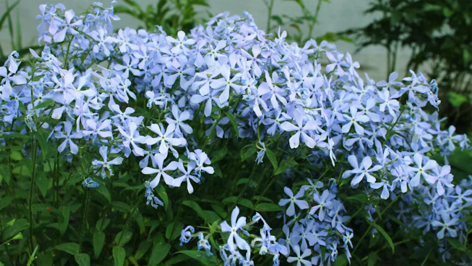 Wild blue phlox (Phlox divaricata)
