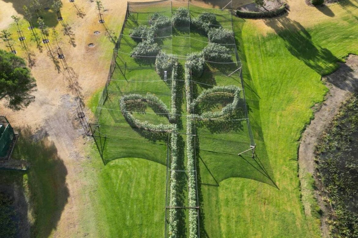 The World's Largest Sunflower, Made From 3,000 Blooms, Will Soon Welcome Visitors At A Stunning Garden In Mornington