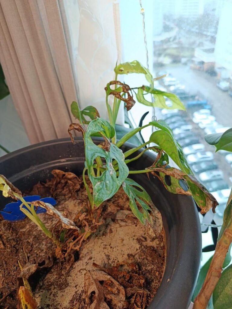 I’ve been feeding my monstera like a baby bird; do you think my stomach acid will hurt it?