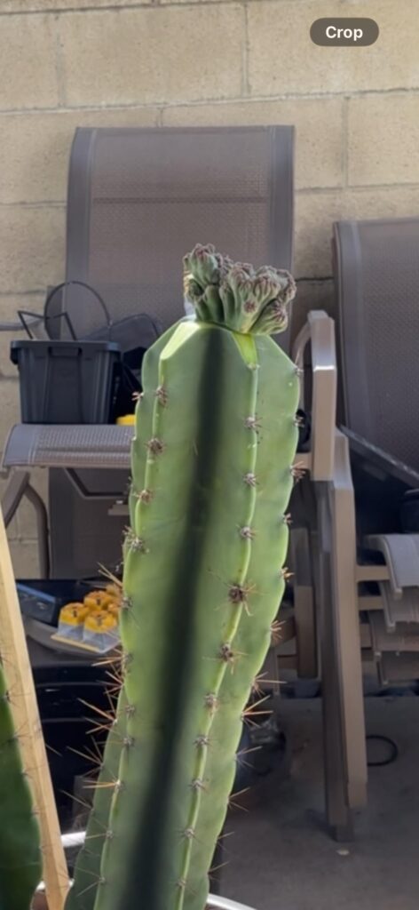 Successful graft of a Cereus Forbessi monstrous onto my cereus apple cactus !