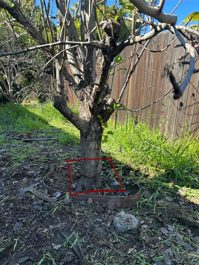 Is my pear tree dying Is my pear tree dying