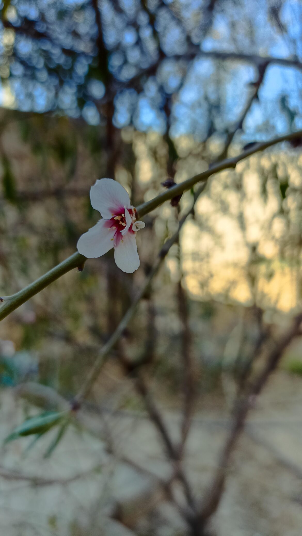 An almond tree flower
