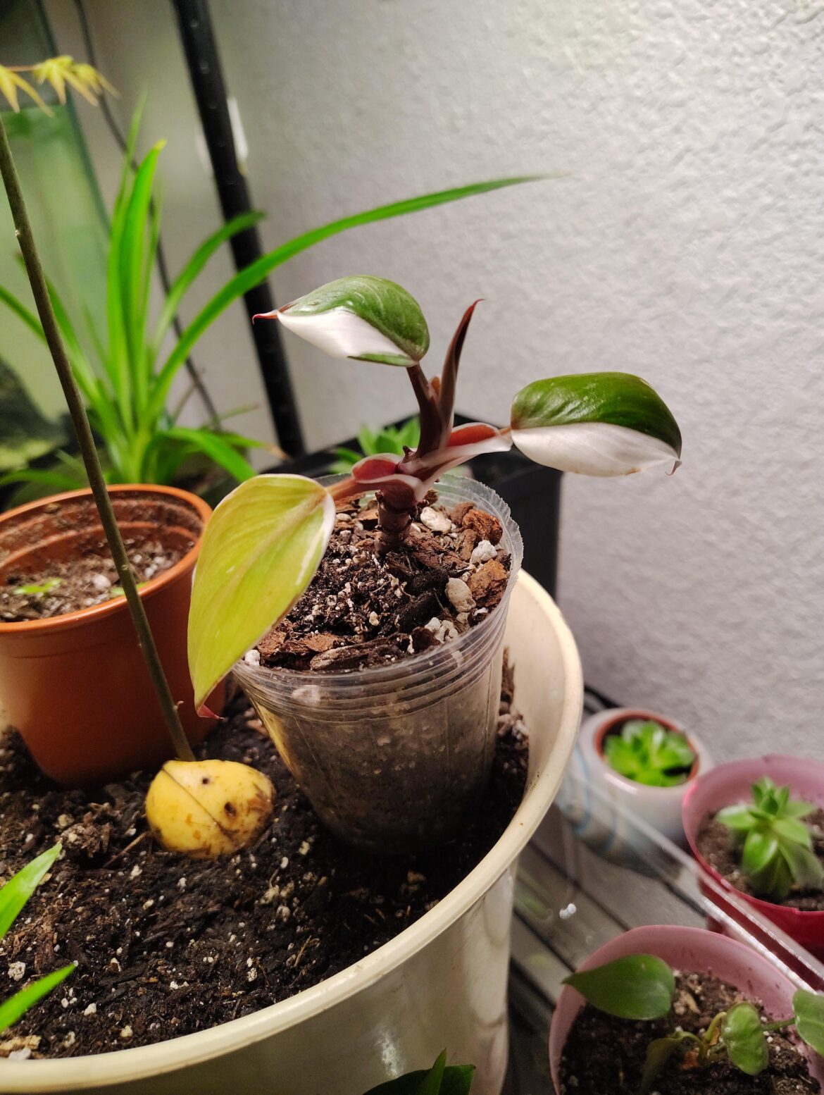 Got this philodendron on facebook doesanyone know what cultivar it might be?