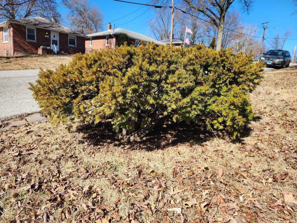 What type of bush?